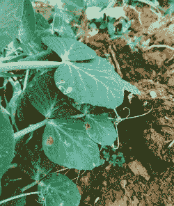 香豌豆细菌性叶斑病的防治方法 香豌豆细菌性叶斑病的防治方法