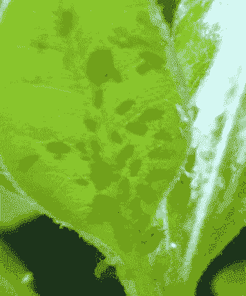 七种常见病虫防治方法 (上) 七种常见病虫防治方法 (上)