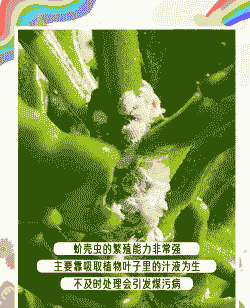 花卉如何严防瘿瘤 花卉如何严防瘿瘤