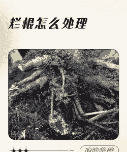 松根朽病的症状及防治方法 松根朽病的症状及防治方法
