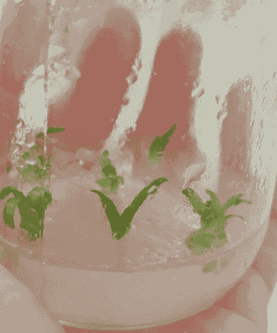 百合的组织培养 百合的组织培养