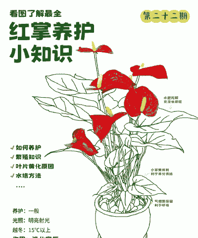 红掌花卉养殖方法 红掌花卉养殖方法