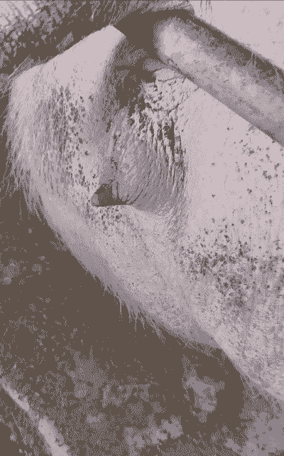 母猪产后不撒尿