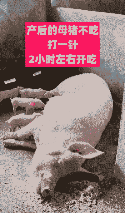 猪场母猪产后不食