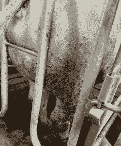 母猪产后有红斑