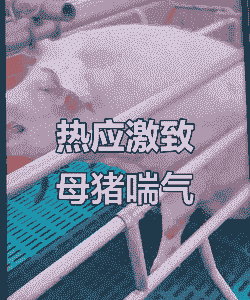母猪产后发热 喘气