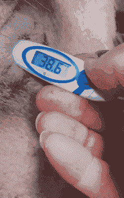 母猪产后体温偏低