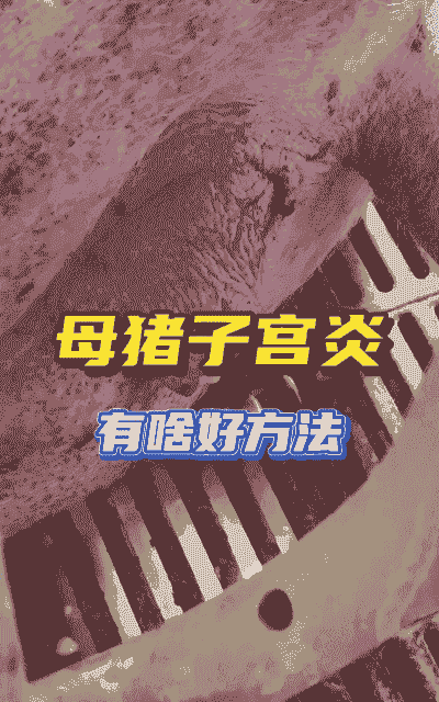 母猪产后炎症成因