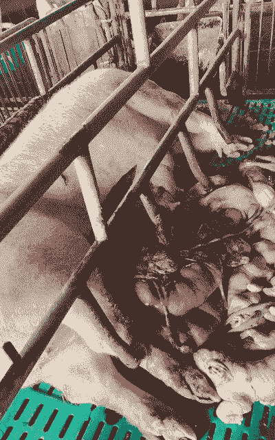 母猪产后不出胎盘