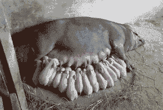 母猪产后后腿站立不稳