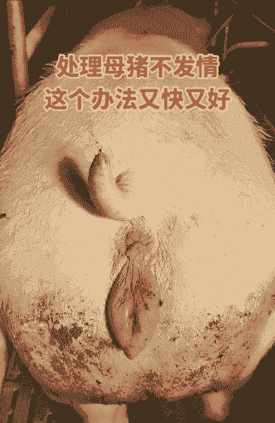 母猪产后不下衣怎么办