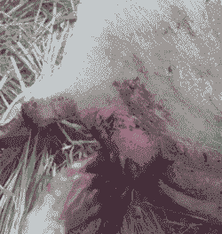 母猪产后恶露不尽