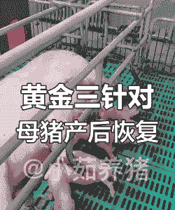母猪产后三针是什么