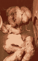 母猪产后吃生的