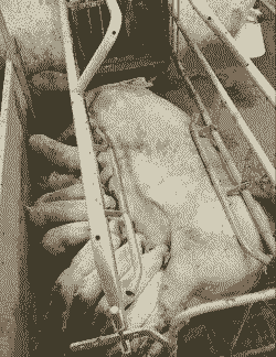 母猪产后喂生鸡蛋