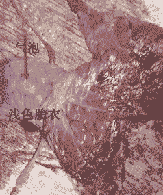 母猪产后胎盘不下