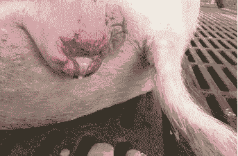 母猪产后外阴肿大