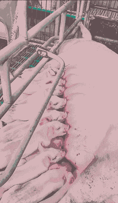 母猪产后不吃食没奶