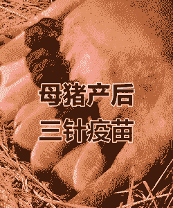 母猪产后三针保健