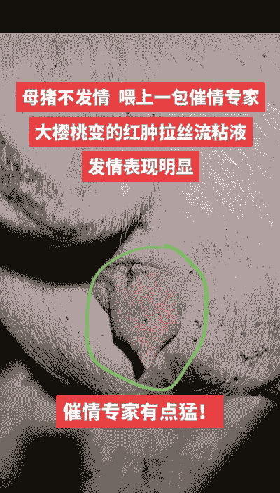 母猪产后出现黑水