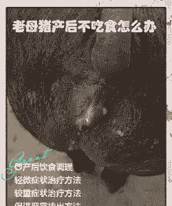 母猪产后出现不食