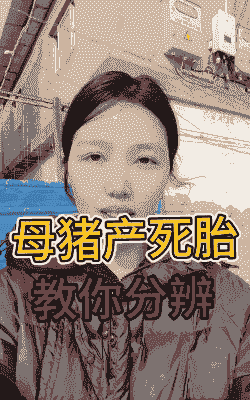 母猪产后怎么判断死胎