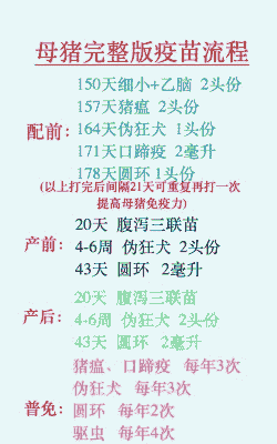 母猪产后打针注意什么