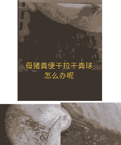 母猪产后小猪拉稀治疗