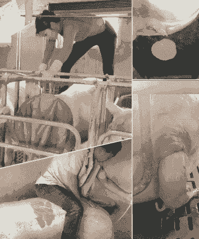 母猪产后清洗子宫几遍