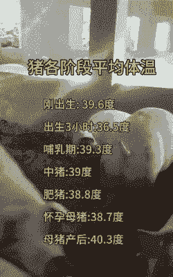 母猪产后调整仔猪温度