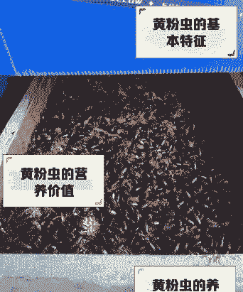 母猪生产后喂黄粉虫