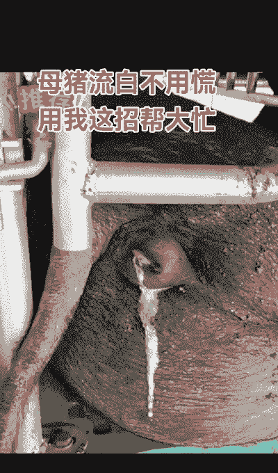 母猪流产后吃药不吃