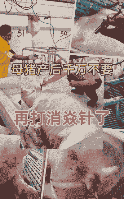 母猪流产后消毒方法