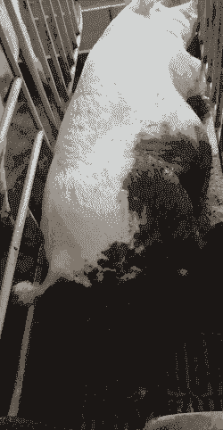 母猪产后大便黑色细小