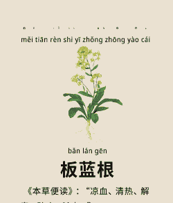 母猪产后能用板蓝根吗