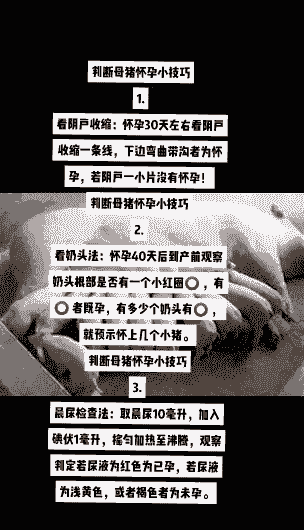 怎么判断母猪产后低温