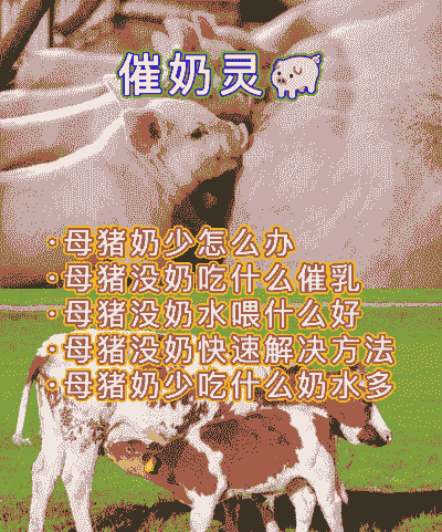 母猪产后怎么下奶快点