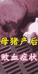 母猪产后出血出现抽搐