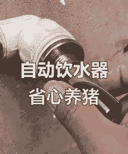 母猪产后饮水用什么好呢