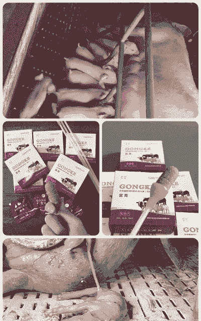 母猪产后子宫给药方法