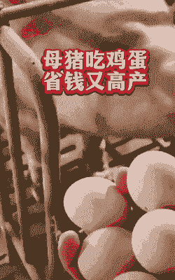 母猪生产后能吃鸡蛋吗