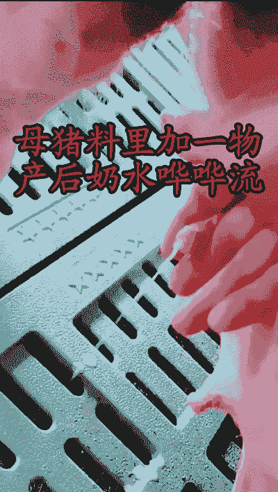 母猪产后喂多少斤奶粉