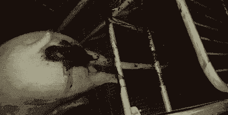 母猪产后有黑色的血水