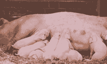 母猪的产后多久能吃奶