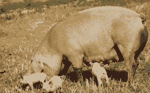 母猪生产后多久可以喂鱼