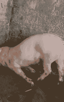 猪场母猪产后站不起来