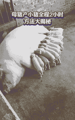 母猪产后多久生小猪正常