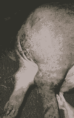 母猪产后发紫是什么病症