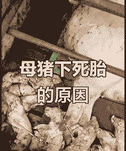 母猪产后死胎症状有哪些