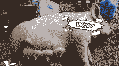 母猪产后体温37度多